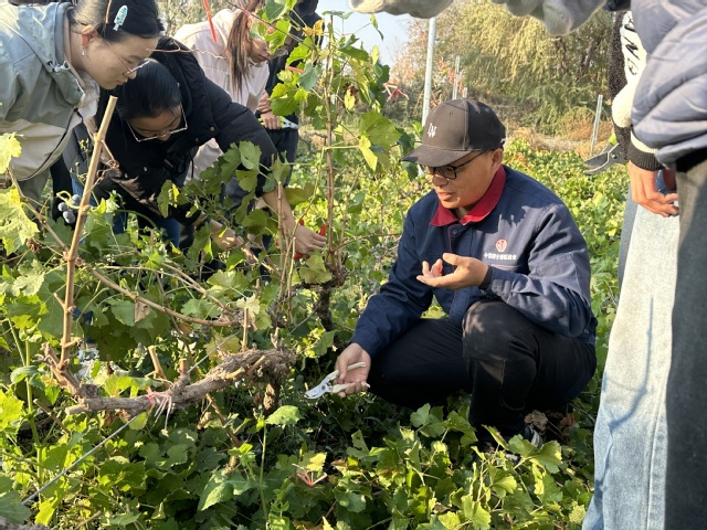 葡萄与葡萄酒工程专业冬季修剪实...